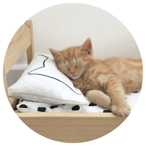 Cat Lover Apparel & Gifts