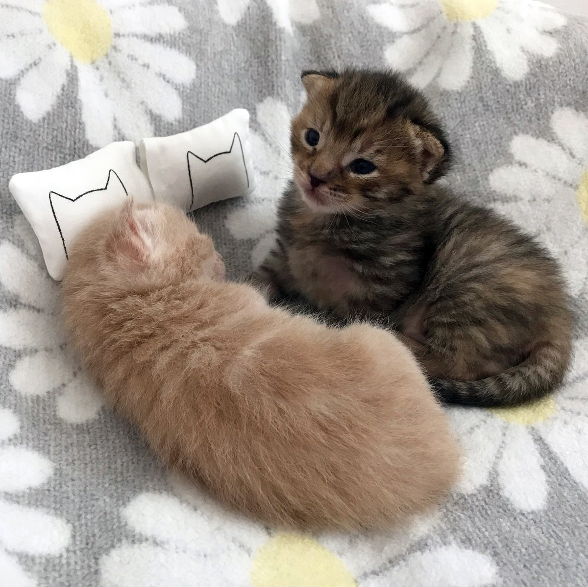 Miniature Dollhouse Cat Bed Pillows Cat Toys Xenotees
