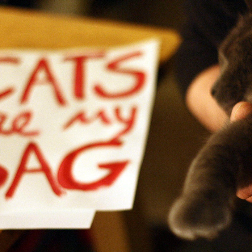 Cats Are My Bag Tote - Black & Gold Tote Bag Xenotees