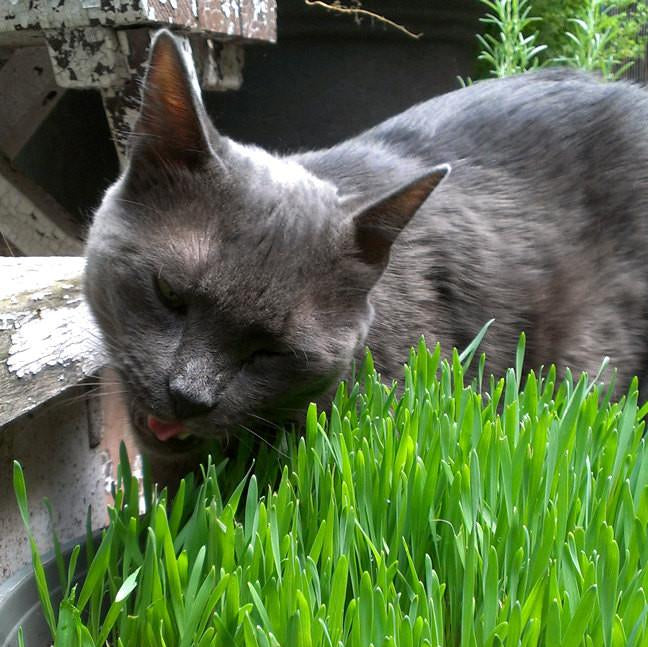 Unisex Cat Grass Sweatshirt by Xenotees