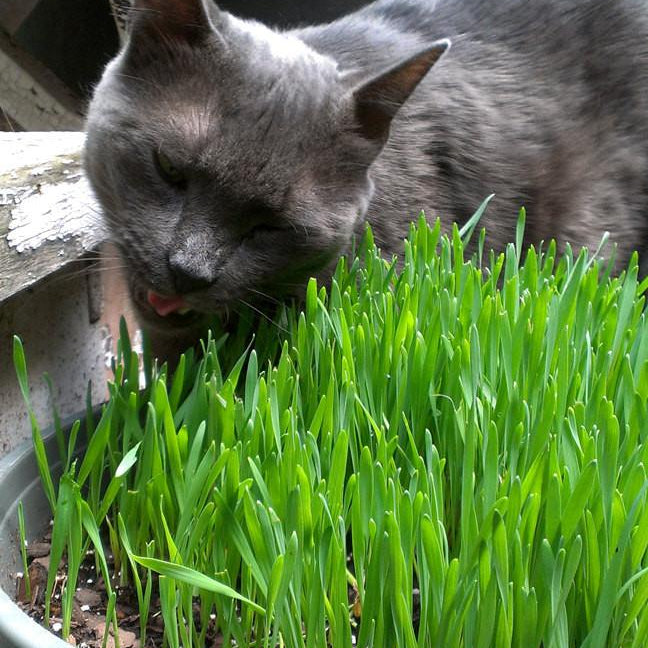 Unisex Cat Grass Sweatshirt Men Tshirts Xenotees