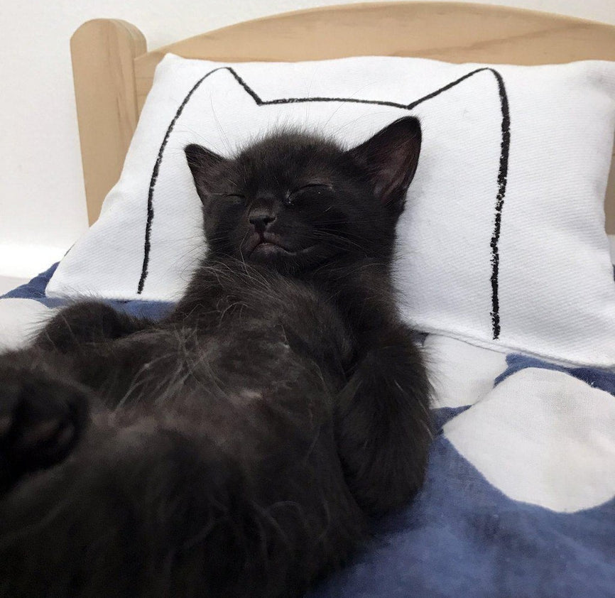 Cat Kicker Bed Pillow Catnip Kicker Toy Cat Toys Xenotees