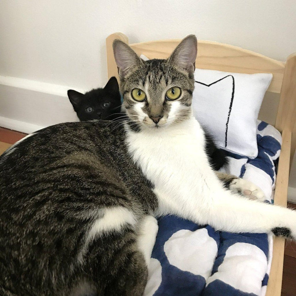 Made in the USA Organic Catnip Cat Kicker Toy for Kittens