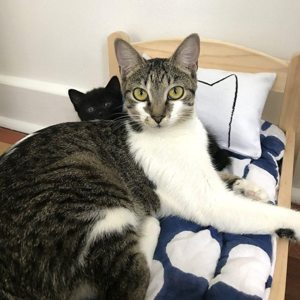 Cat Kicker Bed Pillow Catnip Kicker Toy Cat Toys Xenotees