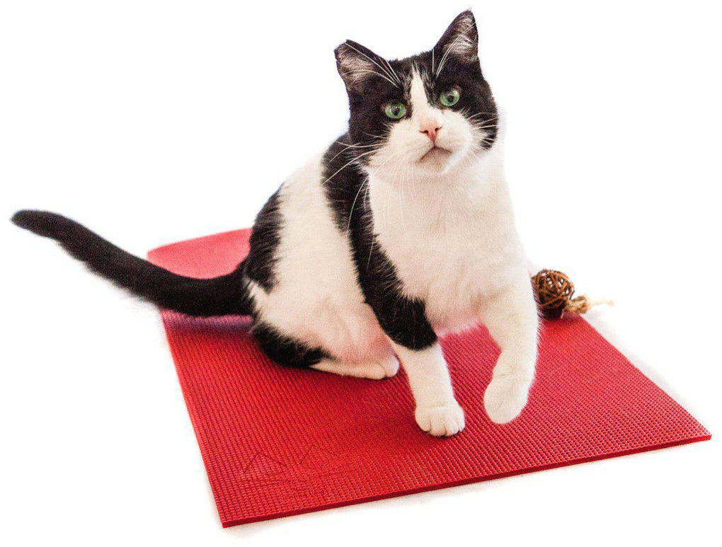 Cat Yoga Trend: Here are 5 unique products under $25 for a cat-themed yoga experience!