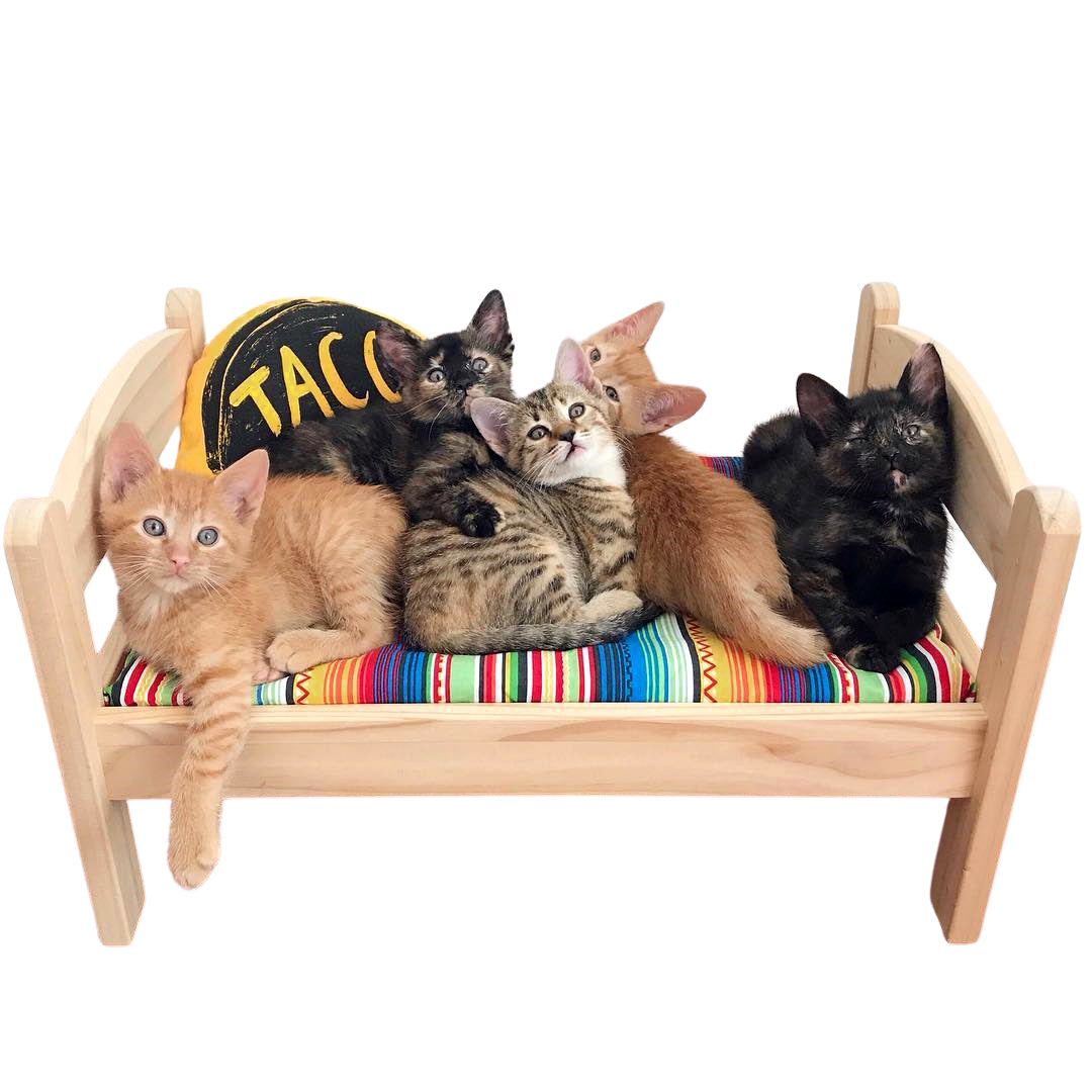 Cat Bed Pillow, Cat Toys, Organic Catnip, IKEA hacks cat, Gift for Cat