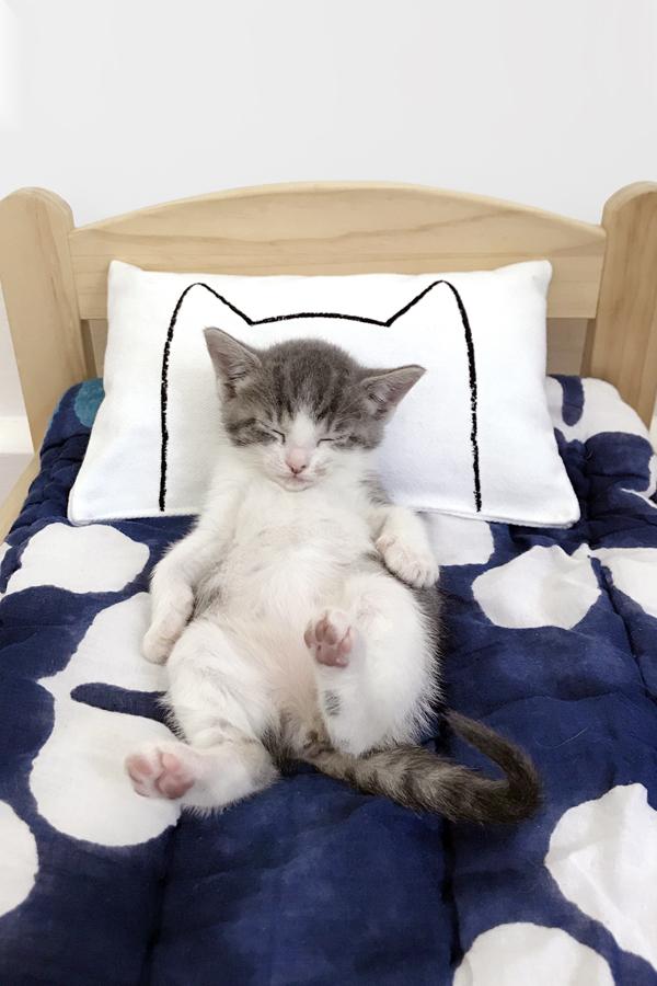 Catnip pillows for cats outlet